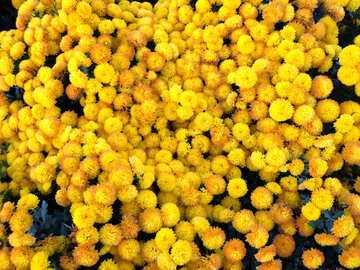 花の黄色のじゅうたんのテクスチャ。菊。 №14169