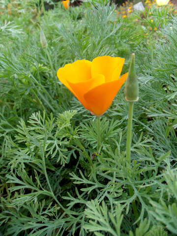 Flor amarilla Esholtsiya №14277