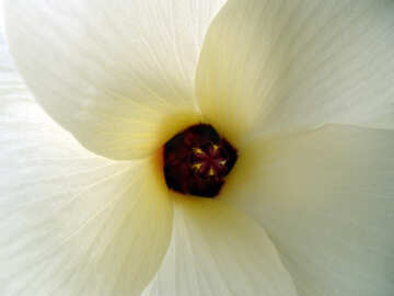Large white flower №14279