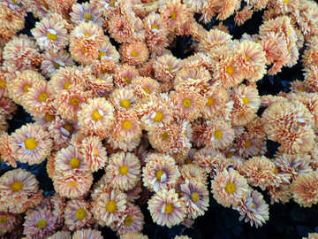 Chrysanthemum flowers №14161