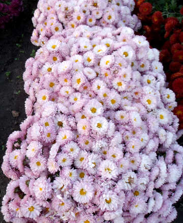 Arbustos de flores.Crisantemo. №14151