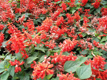 Campanula fiori rossi №14348