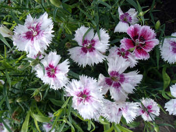 Carnation flowers №14302