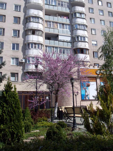 Große Pfirsichbaum in der Stadt №14134
