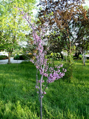 Pfirsich Blüten №14041