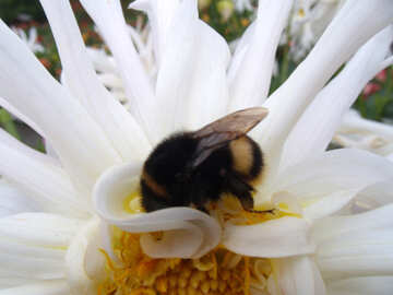 Bumble bee on flower №14334