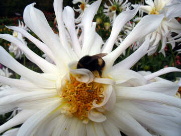 Dahlia with bumblebee №14232