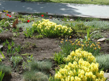 Spring flower bed №14112