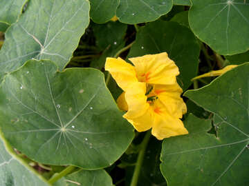 Flor amarilla №14289