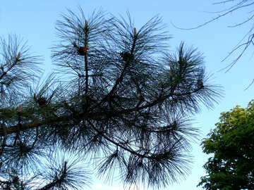 Rama de pino contra el cielo №14034