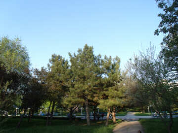 Pine trees in the park №14050