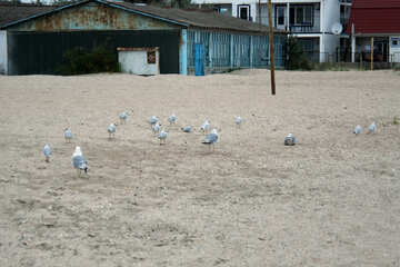 Oiseaux sur la plage №14403