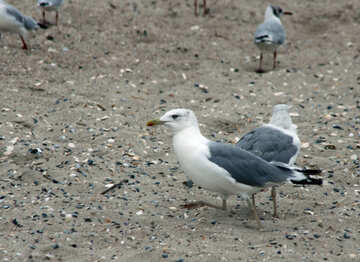 Birds on the beach №14431