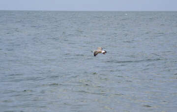 Dark Gull over water №14436