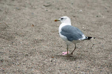Gray sea bird №14387