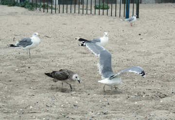 Sea gulls №14412