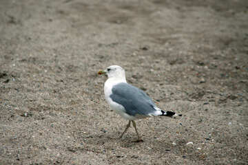 Seagull №14393