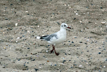 Seagull s`exécute sur le sable №14435