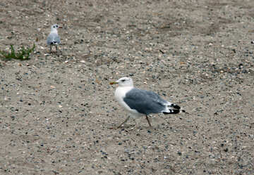 Seagull walking on the beach №14453