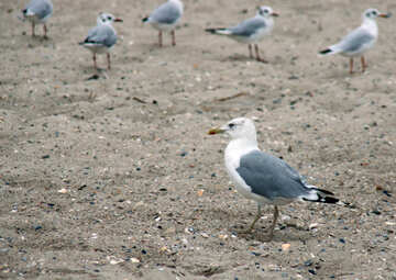 Seagulls №14382