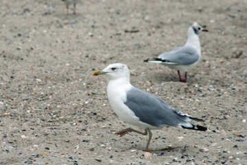 Seagulls on the beach №14388