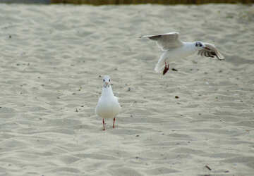 Seagulls in the sand №14439