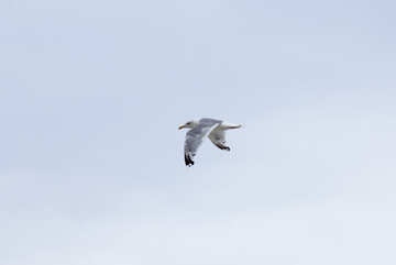 Singing seagulls №14419