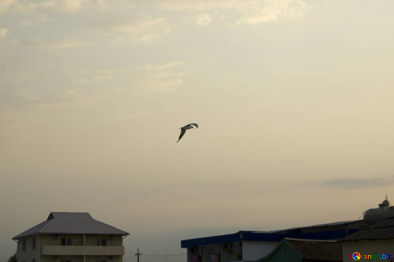 Seagull above the city №14449