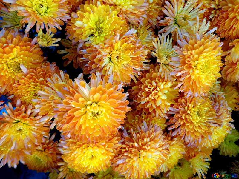 Autumn chrysanthemum flowers №14194
