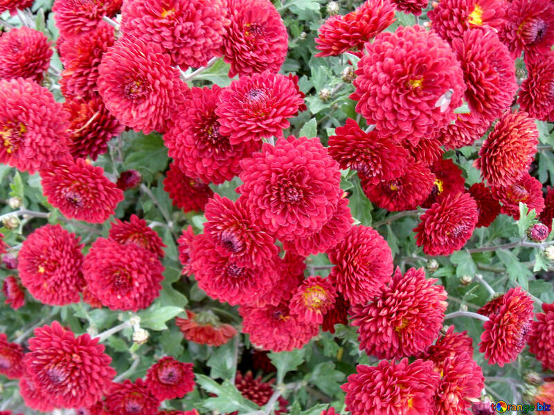 Bush of red chrysanthemums №14307