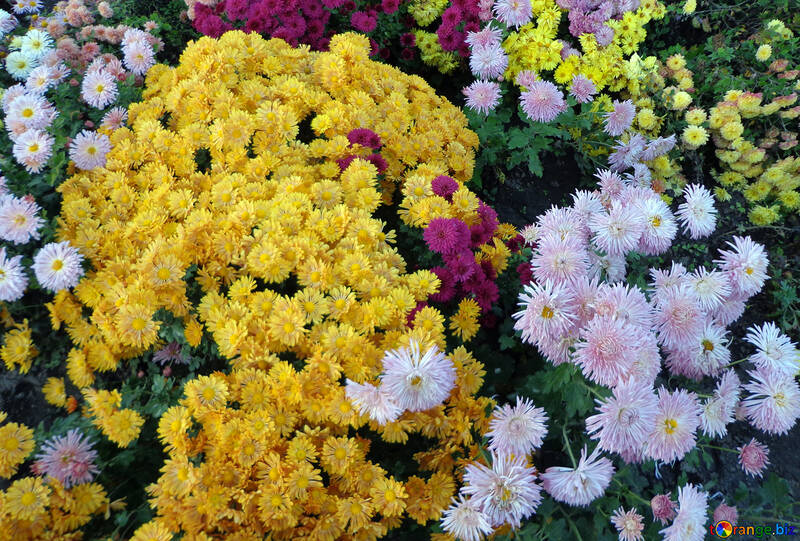 Chrysanthemums №14183