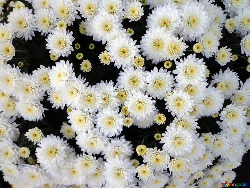 Chrysanthemums №14210