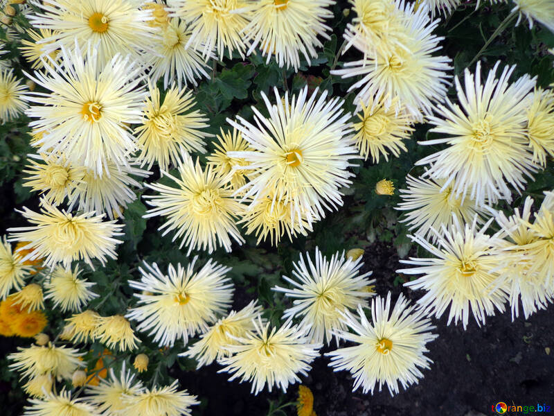 Chrysanthemums №14211