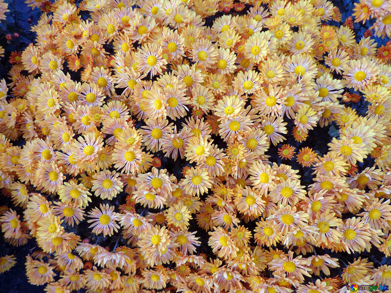 Chrysanthemums №14214