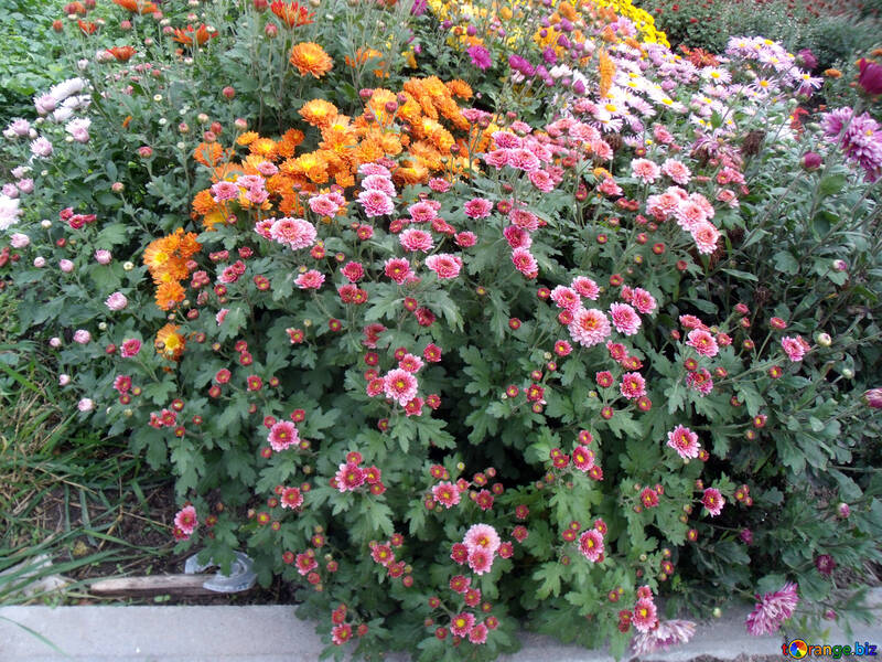 Chrysanthèmes dans le jardin №14332