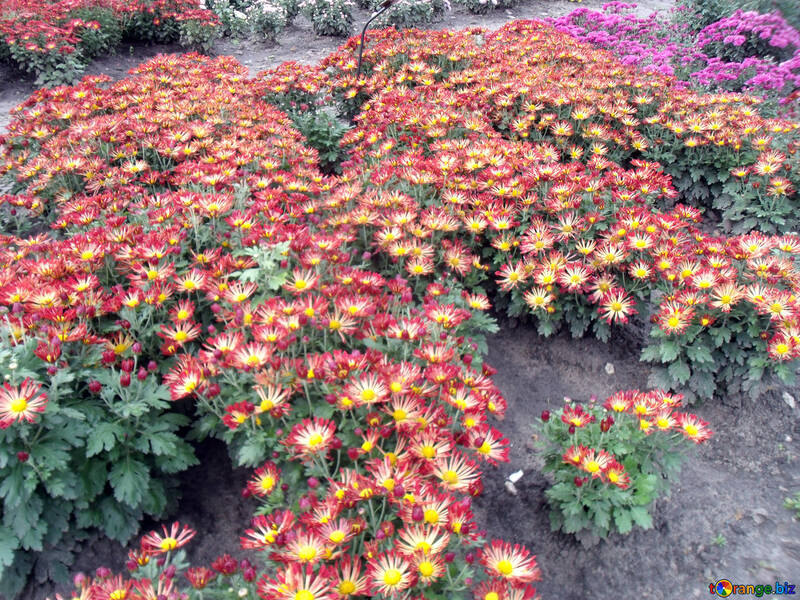 Chrysanthemen in der Landschaft №14331
