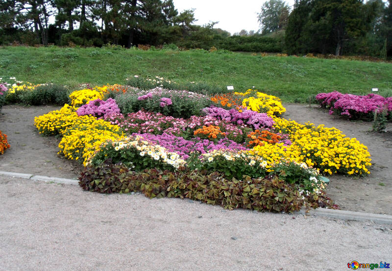 A flower bed of chrysanthemums №14308