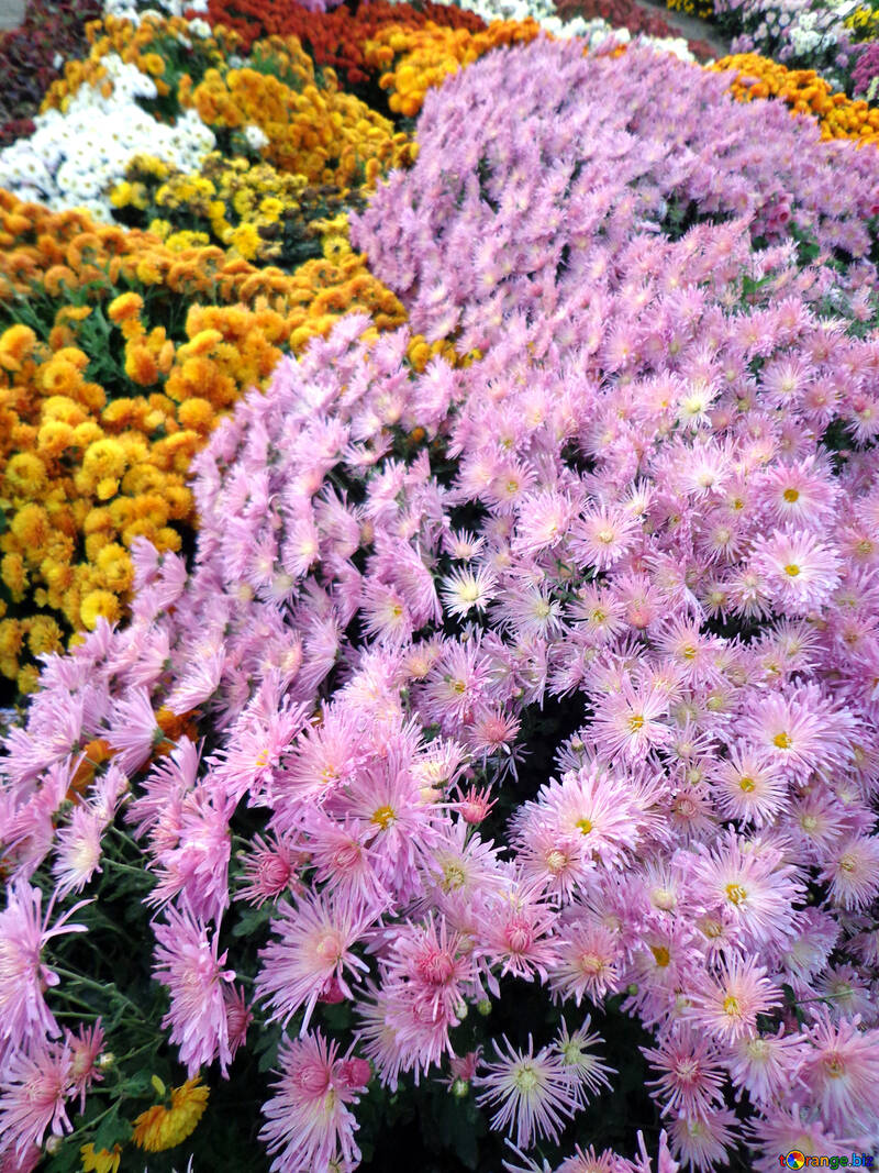 Many chrysanthemums №14209