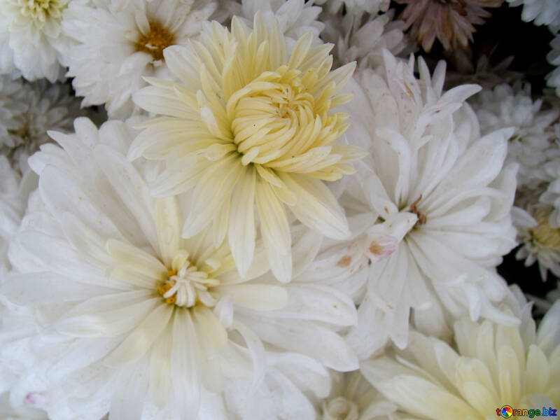 White chrysanthemums №14258