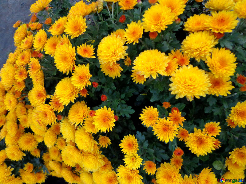 Chrysanthèmes jaunes №14170