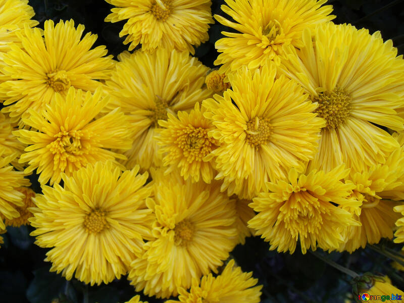Yellow chrysanthemums №14261