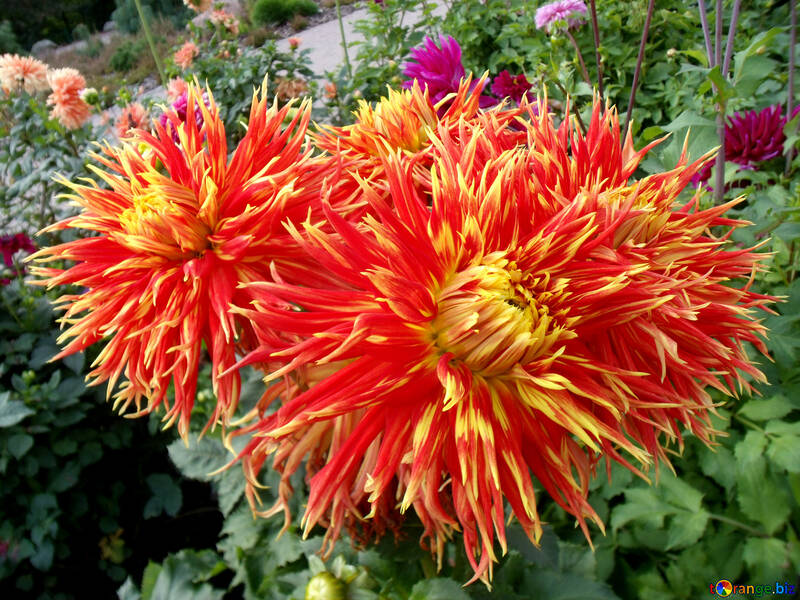 Red and yellow flower dahlia №14285