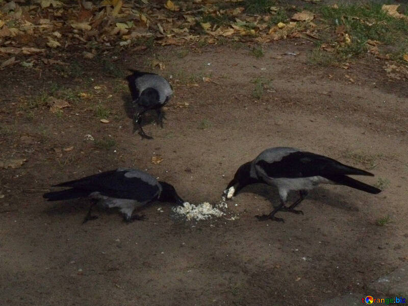 Three Crows №14265