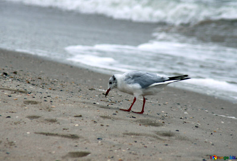 Seagull bird №14437