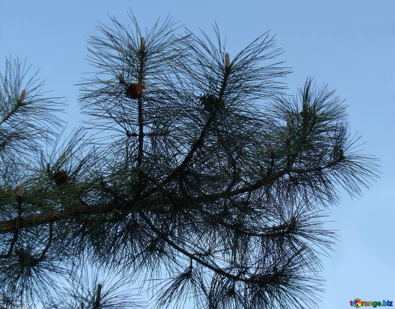 Pine branch against the sky №14107