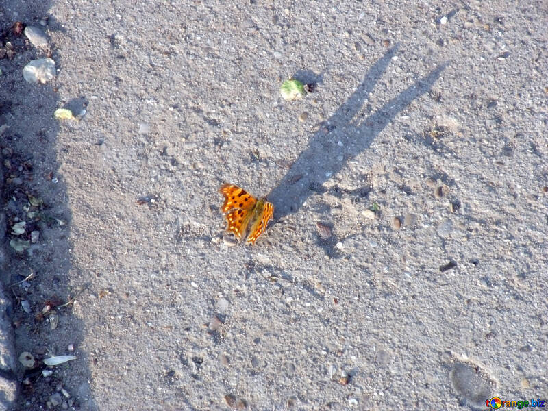 オレンジ色の蝶 №14127