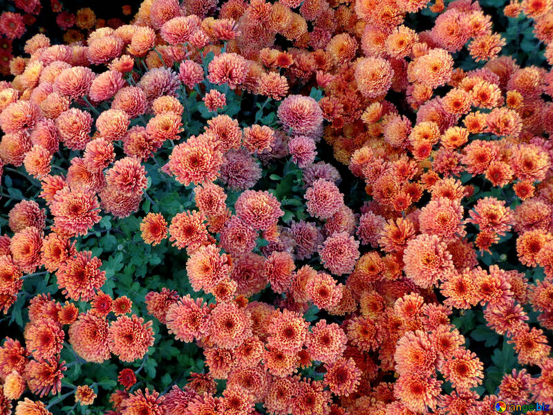 Chrysanthemum №14150