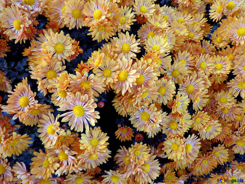 Chrysantheme №14157