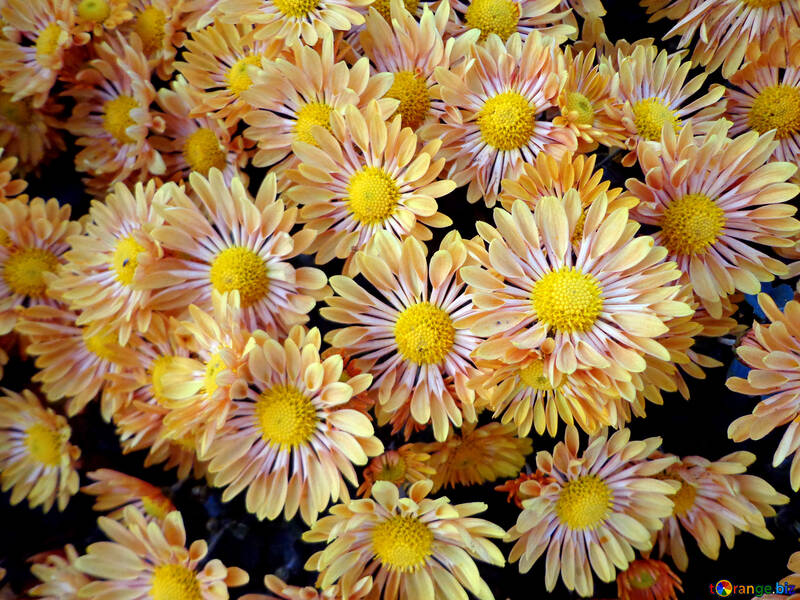 Chrysanthemum №14159