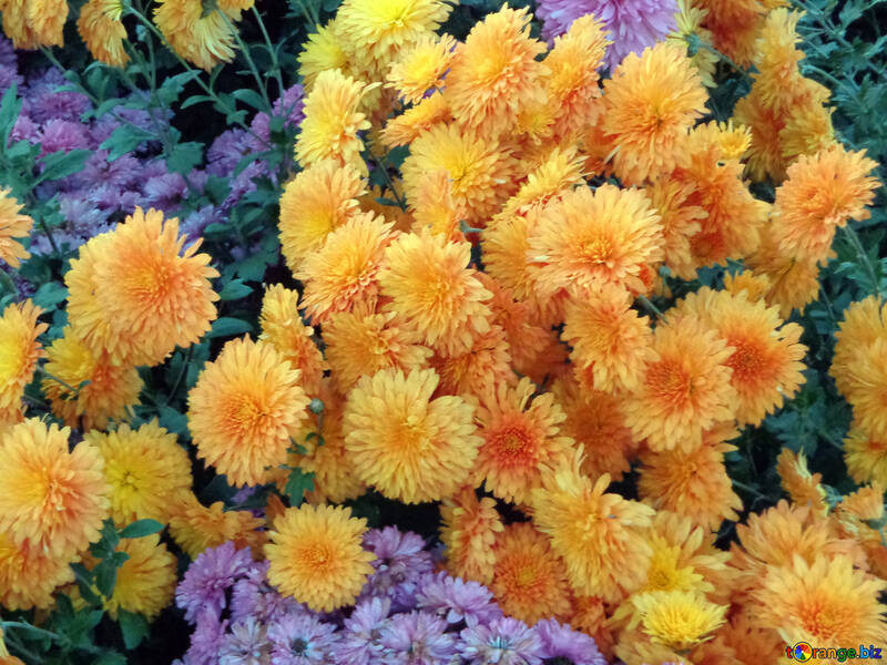 Chrysanthemum №14163